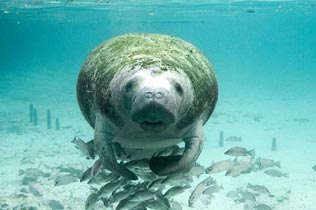 Manatee covered in algae